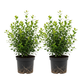 2 Dwarf Holly Bush Live, Small Size, Hardy Holly Tree, Easy to Grow, Compact Evergreen Bush, Perfect for Patio, Containers & Gardens