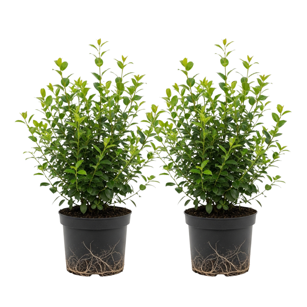 2 Dwarf Holly Bush Live, Small Size, Hardy Holly Tree, Easy to Grow, Compact Evergreen Bush, Perfect for Patio, Containers & Gardens