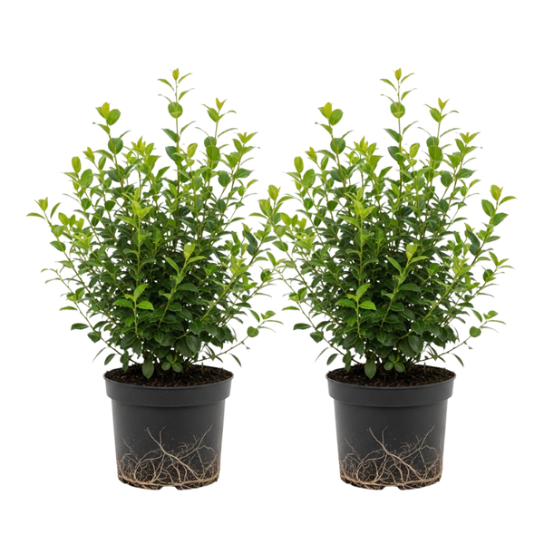 2 Dwarf Holly Bush Live, Small Size, Hardy Holly Tree, Easy to Grow, Compact Evergreen Bush, Perfect for Patio, Containers & Gardens