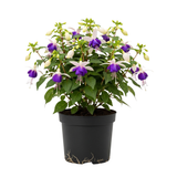 Blue Eyes Fuchsia Plant Live in Gallon Pot, Low Maintenance Fuchsia Hanging Basket, Fast Growing, Colorful Blooming Flowering Plant for Patio, Garden & Containers