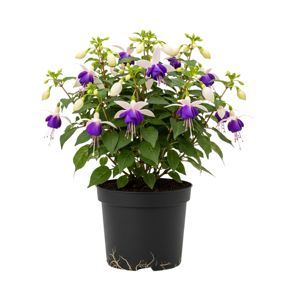 Blue Eyes Fuchsia Plant Live in Gallon Pot, Low Maintenance Fuchsia Hanging Basket, Fast Growing, Colorful Blooming Flowering Plant for Patio, Garden & Containers