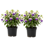 2 Blue Eyes Fuchsia Plant Live, Gallon Pot, Easy to Grow, Vibrant Double Pink & Purple Trailing Flowers, Ideal for Baskets & Gardens