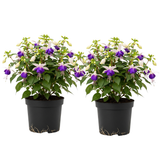 2 Blue Eyes Fuchsia Plant Live, Gallon Pot, Easy to Grow, Vibrant Double Pink & Purple Trailing Flowers, Ideal for Baskets & Gardens