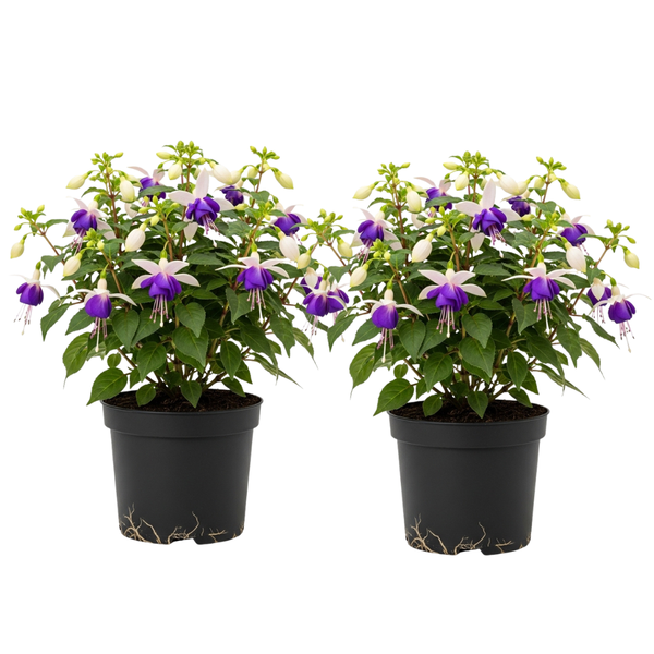 2 Blue Eyes Fuchsia Plant Live, Gallon Pot, Easy to Grow, Vibrant Double Pink & Purple Trailing Flowers, Ideal for Baskets & Gardens