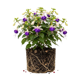 Blue Eyes Fuchsia Plant Live, Gallon Pot, Easy Care, Stunning Double Pink & Purple Trailing Flowers, Ideal for Hanging Baskets, Patio & Garden