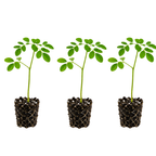 3 Moringa Tree Plants, 4–5 Inch Tall, Drumstick Tree Starter Plant, Fast Growing Tree for Indoor Outdoor Garden