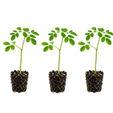 3 Moringa Tree Plants, 4–5 Inch Tall, Drumstick Tree Starter Plant, Fast Growing Tree for Indoor Outdoor Garden