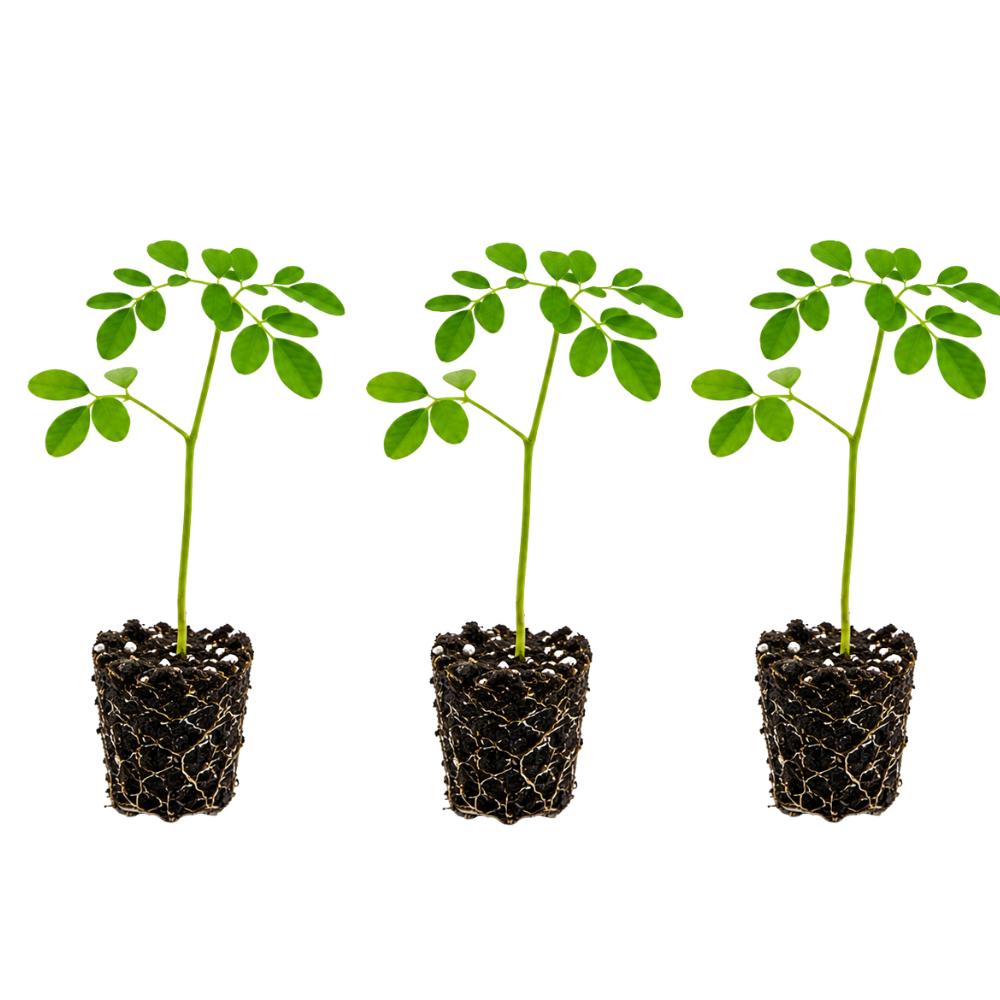 3 Moringa Tree Plants, 4–5 Inch Tall, Drumstick Tree Starter Plant, Fast Growing Tree for Indoor Outdoor Garden