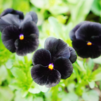 25 Sorbet Series Black Delight Viola Seeds, Non GMO, Easy to Grow, Cool Season Flower Seeds for Outdoor Planting