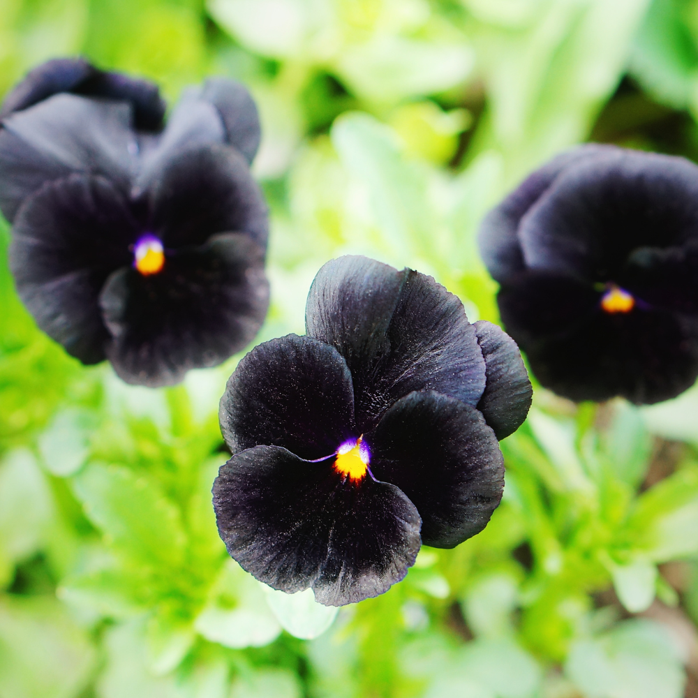 25 Sorbet Series Black Delight Viola Seeds, Non GMO, Easy to Grow, Cool Season Flower Seeds for Outdoor Planting