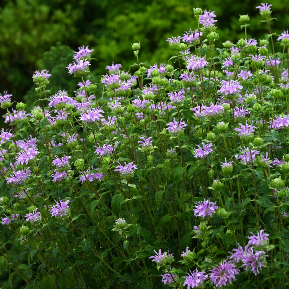 300 Wild Bergamot Seeds, Heirloom, Drought Tolerant, Purple Bee Balm Perennial Wildflower Seeds for Shade & Sun Backyard Landscape