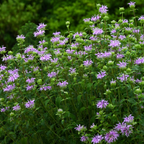 300 Wild Bergamot Seeds, Heirloom, Drought Tolerant, Purple Bee Balm Perennial Wildflower Seeds for Shade & Sun Backyard Landscape