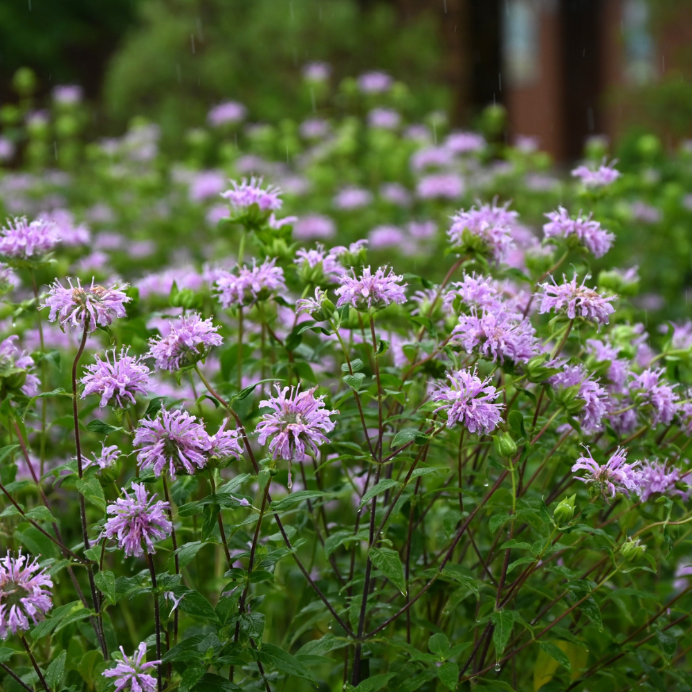 450 Wild Bergamot Seeds, Non GMO Beebalm Seeds, Easy to Grow, Native Wildflower Attracts Bees & Butterflies, Ideal for Gardens & Borders