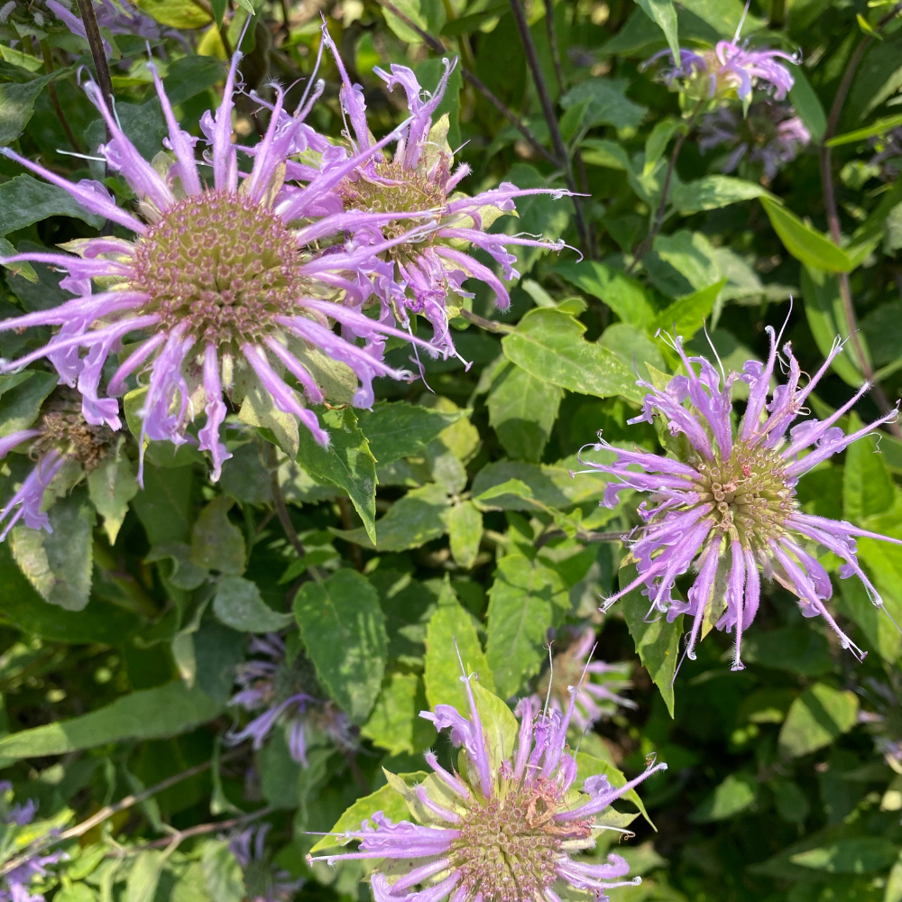 450 Wild Bergamot Seeds, Non GMO Beebalm Seeds, Easy to Grow, Native Wildflower Attracts Bees & Butterflies, Ideal for Gardens & Borders