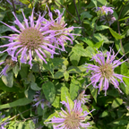 450 Wild Bergamot Seeds, Non GMO Beebalm Seeds, Easy to Grow, Native Wildflower Attracts Bees & Butterflies, Ideal for Gardens & Borders