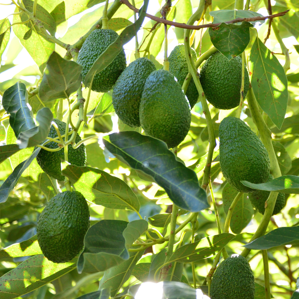 HASS Avocado Tree for Planting | 2.5–3 Ft Live Potted Tree | Fast-Growing Fruit Tree for Home Gardens, Patios & Containers (No Ship to CA,HI,AK)