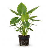 Elephant Ears Live Plant Giant 1–2ft Tall |Live Plant from Colocasia Esculenta | Huge Tropical Leaves | Easy to Grow Colocasia for Yard, Patio & Decorative Garden