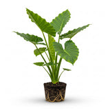 Elephant Ears Bulbs Grown Live Plant 1–2ft Tall | Colocasia Esculenta Tree for Outdoor Garden | Jungle-Style Landscaping & Shade Areas