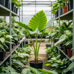Elephant Ears Bulbs Grown Live Plant 1–2ft Tall | Colocasia Esculenta Tree for Outdoor Garden | Jungle-Style Landscaping & Shade Areas