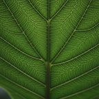 Elephant Ears Live Plant Giant 1–2ft Tall |Live Plant from Colocasia Esculenta | Huge Tropical Leaves | Easy to Grow Colocasia for Yard, Patio & Decorative Garden