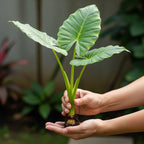 Elephant Ears Live Plant Giant 1–2ft Tall |Live Plant from Colocasia Esculenta | Huge Tropical Leaves | Easy to Grow Colocasia for Yard, Patio & Decorative Garden