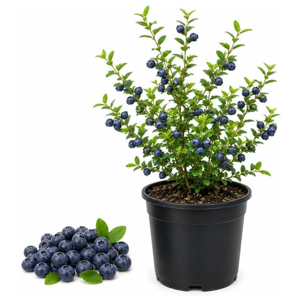 Large Huckleberry Plant Live for Planting in Pot, Easy Care, Native Berry Bush with Sweet Edible Fruit, Suitable for Outdoor Garden & Borders