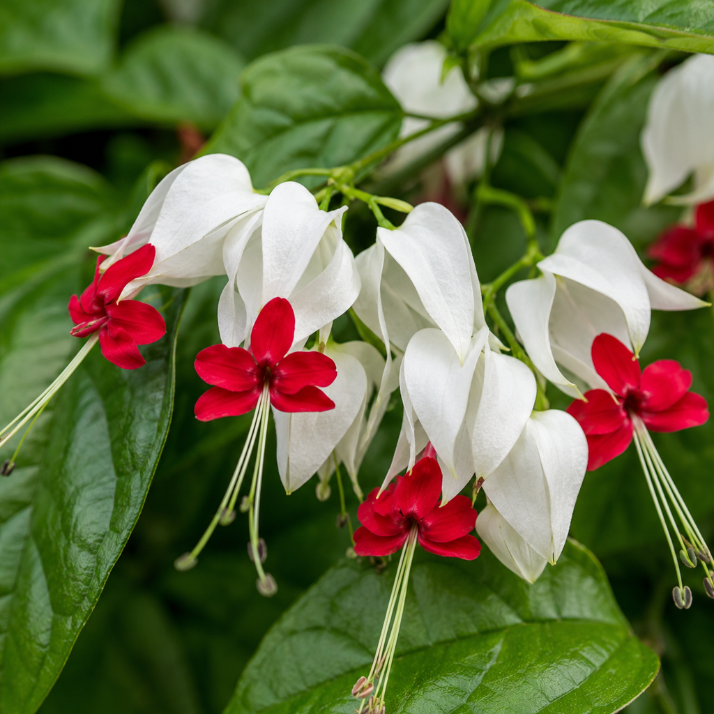 2 Count Clerodendrum Bleeding Heart Live Plant | Tropical Vine with White Blossoms |4 to 5 Inch Tall Starter Plant | Well Rooted