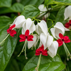 2 Count Clerodendrum Bleeding Heart Live Plant | Tropical Vine with White Blossoms |4 to 5 Inch Tall Starter Plant | Well Rooted