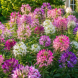 200 Spider Flower Seeds Mix for Planting Outdoors, Fast Growing, High-Yield Tall Showy Blooms, Perfect Floral Privacy Screen & Garden Background