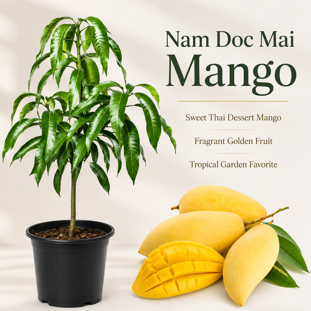 Grafted NAM Doc Mai Mango Tree Live Plant | 2.5–3 Ft Tropical Fruit Tree for Planting | Sweet, Low-Fiber Mango Variety for Home Gardens (No Ship to CA,HI,AK)