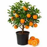 Blood Orange Trees Live Plants | 1 Gallon Potted Citrus Tree | Sweet Juicy Fruit for Cooking Juicing & Home Gardening (No Ship to CA,HI,AK)