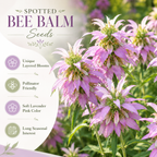 50 Spotted Bee Balm Seeds, Non GMO, Hardy, Open Pollinated Perennial Flowers, Ideal for for Yards and Sunny Borders