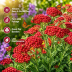 1500 Red Yarrow Seeds (Achillea millefolium rubra), Non GMO, Heirloom, Native Perennial Flower Seeds, Ruby Red Blooms, Spring & Fall Planting