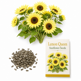 25 Lemon Queen Sunflower Seeds, Non-GMO Helianthus annuus Seeds, High Yield, Vibrant Tall Multi-Branching Lemon Yellow Flower for Gardens