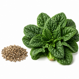 400 Pcs Bloomsdale Spinach Seeds, Non GMO, Heirloom, Cold Hardy Vegetable Gardening Seeds, for Raised Beds, Pots & Containers