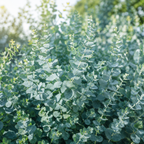 20 Baby Blue Eucalyptus Seeds, Non GMO, High Yield, Fragrant Silver-Blue Perennial, Charming Ornamental Accent