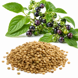 100 Pcs Garden Huckleberry Seeds, Non GMO, Heirloom Fruit Seeds, Suitable for Outdoor Garden & Borders