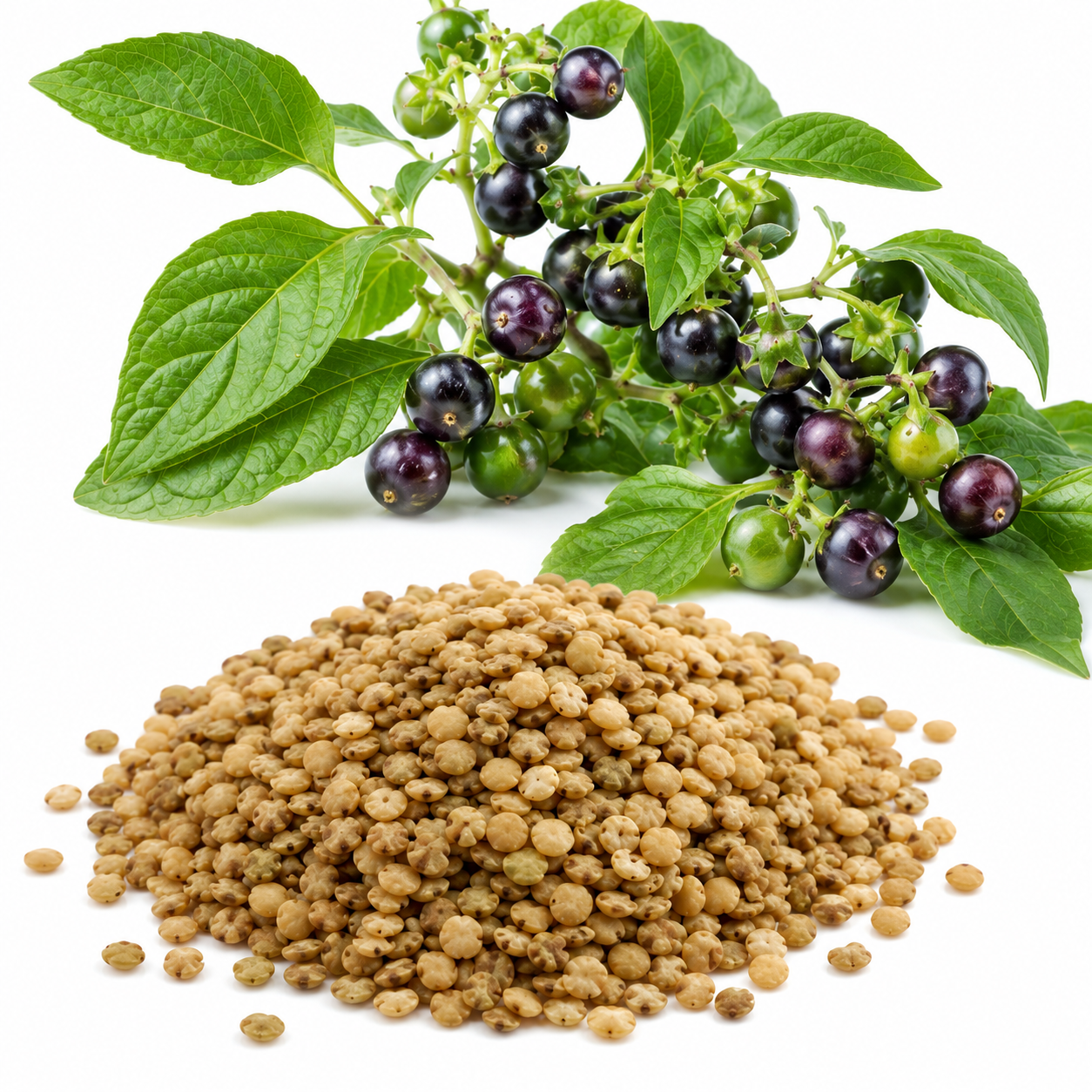 100 Pcs Garden Huckleberry Seeds, Non GMO, Heirloom Fruit Seeds, Suitable for Outdoor Garden & Borders