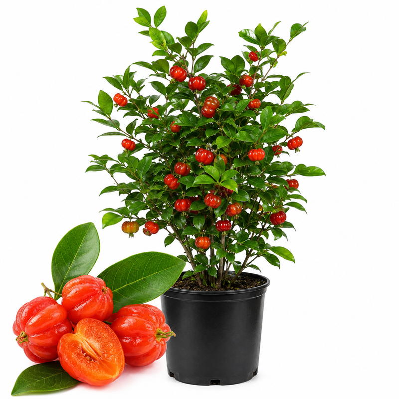 Surinam Cherry Live Plant | 2.5–3 Ft Cherry Tree | Well Rooted | Sweet-Tart Small Fruit Tree for Patio, Garden, or Container (No Ship to CA,HI,AK)