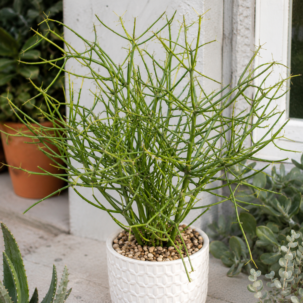 Pencil Cactus Live Plant | Variegated Pencil Cactus Bare Root | Pencil Plant Live Succulent | Live Cactus Plants Indoor for Home Decor, Office Styling & Modern Houseplant Displays