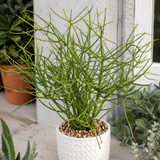 Pencil Cactus Live Plant in 4 Inch Pot | Variegated Pencil Plant Live Succulent | Decorative Cactus Pencils | Live Indoor Cactus Plant for Home Decor, Office Spaces & Gift Ideas