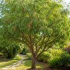 Sweet Tamarind Live Plant, 1 Gallon Pot, 1 Feet Tall, Potted Tropical Fruit Tree Starter for Backyard and Large Containers (No Ship to CA, HI, AK)