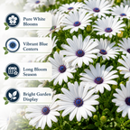 180 White Cape Daisy Seeds, Non GMO, Low Maintenance, High-Yield White Perennial Blooms, Perfect for Gardens & Landscaping