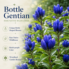 300 Bottle Gentian Seeds, Non GMO, easy to Grow, Hardy Native Gentian Flower Seeds, Ideal Choice for Gardens & Borrders
