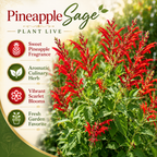 2 Red Salvia Live Plant for Planting, 5-8" Tall Medium Pot Sage Plant, Hardy Herb Plant with Red Flower Spike, for Backyard Garden