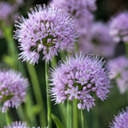 300 Allium stellatum Prairie Onion Seeds, Non GMO, Heirloom, Easy to Grow Native Perennial Flower Seeds, Perfect Unique Seed Gift for Gardeners