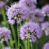 300 Allium stellatum Prairie Onion Seeds, Non GMO, Heirloom, Easy to Grow Native Perennial Flower Seeds, Perfect Unique Seed Gift for Gardeners