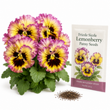 75 Frizzle Sizzle Pansy Seeds, Heirloom, Non-GMO Edible Flower Seeds, Charming Whimsical Ruffled Accent, Perfect Unique Seed Gift for Gardeners