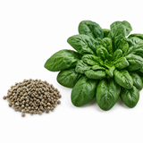 200 Pcs Noble Giant Spinach Seeds for Planting, Non GMO, Heirloom Spinach Vegetable Seeds, Fast Growing, Ideal for Home Gardens