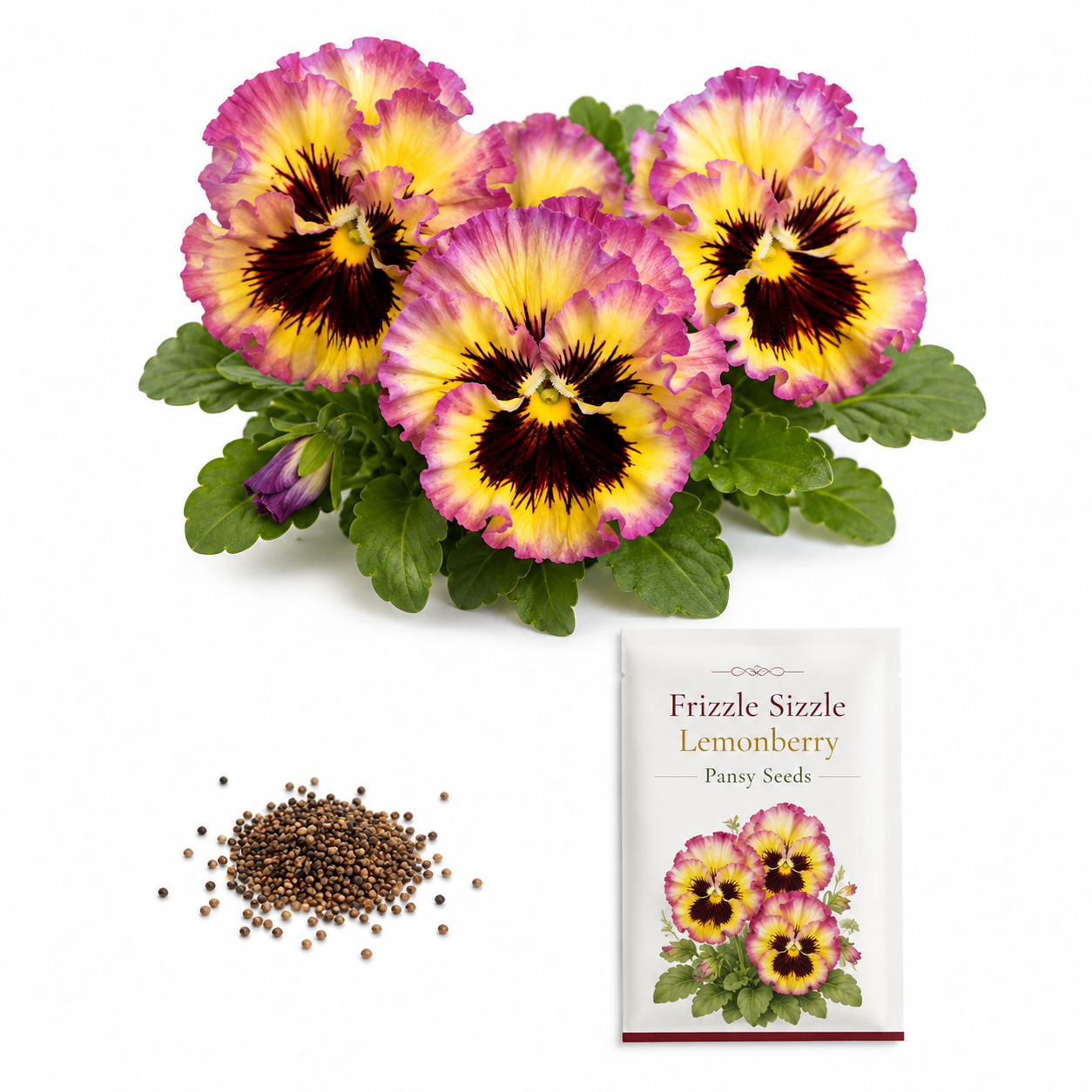 25 Frizzle Sizzle Pansy Seeds, Viola x wittrockiana, Non GMO, Easy to Grow, High-Yielding Fringed Blooms for Gorgeous Patio Pots and Window Boxes